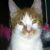 Adoo